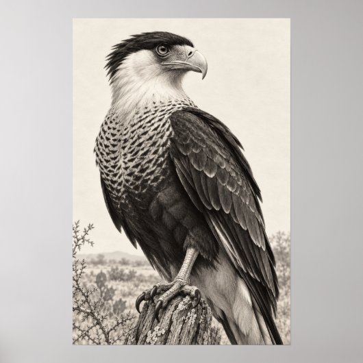Hähenkarakara in Südtexas Graphit Poster (Vorne)