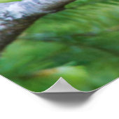 Häher mit blauer Federkrone Poster (Ecke)