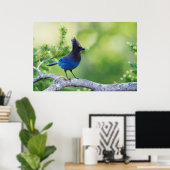 Häher mit blauer Federkrone Poster (Heimbüro)