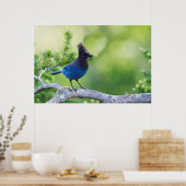 Häher mit blauer Federkrone Poster (Küche)