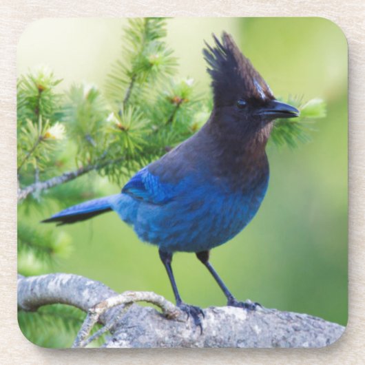 Häher mit blauer Haube Getränkeuntersetzer (Vorderseite)