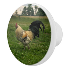 Hahn Huhn auf dem Bauernhof Foto Keramikknauf