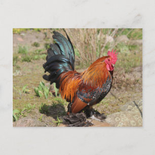 Hahn / Huhn auf einer Farm-Postkarte Postkarte