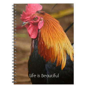 Hahn Kauai (meine Fotografie) Notizblock