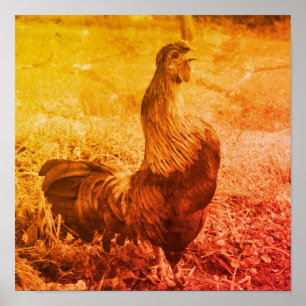 Hahn kräht Vintage Sepia Bauernhof Tier Poster