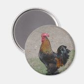 Hahn Magnet (Vorderseite/Rückseite)