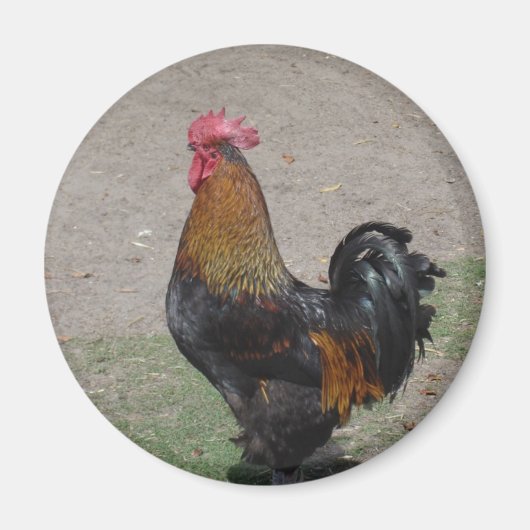 Hahn Magnet (Vorne)