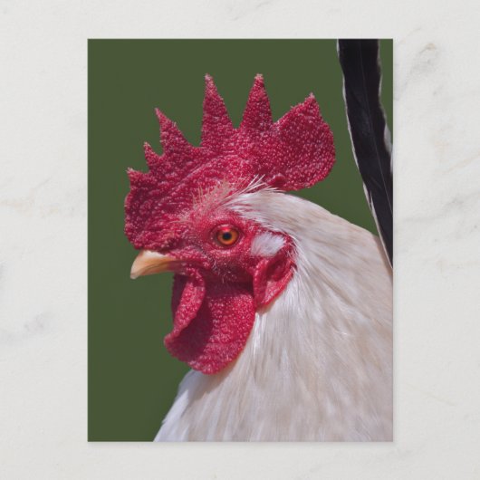 Hahn Postkarte (Vorderseite)