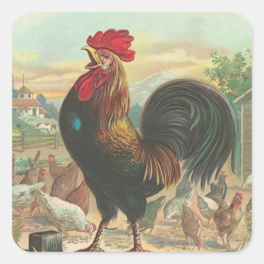 Hahn Quadratischer Aufkleber (Vorderseite)