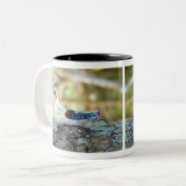 Hahn-Schwanz Zikade (fulgorid planthopper) Zweifarbige Tasse (Vorderseite Links)