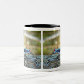 Hahn-Schwanz Zikade (fulgorid planthopper) Zweifarbige Tasse (Mittel)