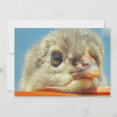 Hähnchen (Vorderseite)