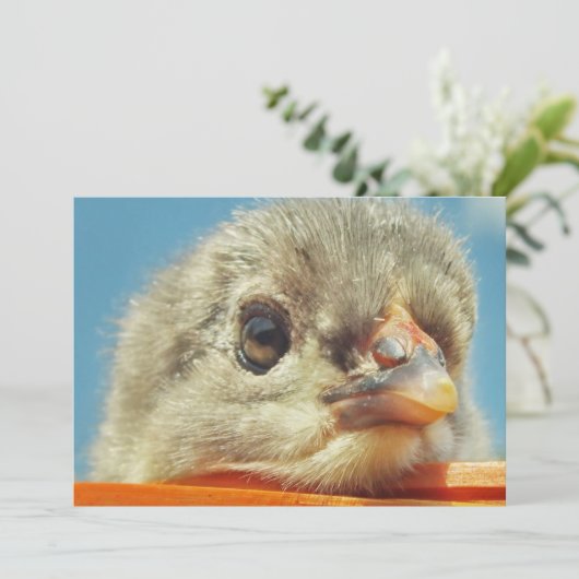 Hähnchen (Stehend Vorderseite)