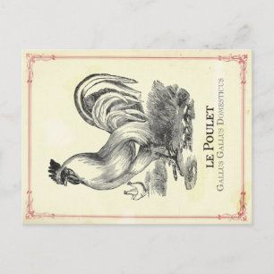 Hähnchen Chicken Postkarte
