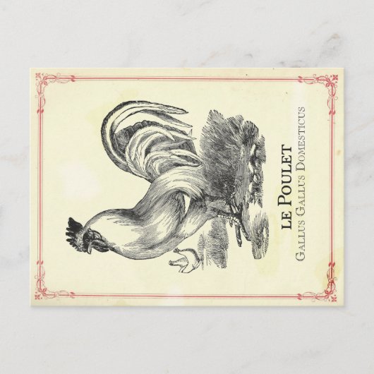 Hähnchen Chicken Postkarte (Vorderseite)