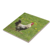 Hähnchen, Hähnchen, Tiere, Vögel, landwirtschaftli Fliese (Seite)