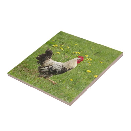 Hähnchen, Hähnchen, Tiere, Vögel, landwirtschaftli Fliese (Seite)