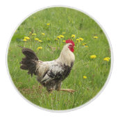 Hähnchen, Hähnchen, Tiere, Vögel, landwirtschaftli Keramikknauf (Vorderseite)