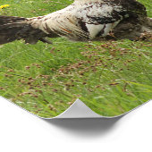 Hähnchen, Hähnchen, Tiere, Vögel, landwirtschaftli Poster (Ecke)