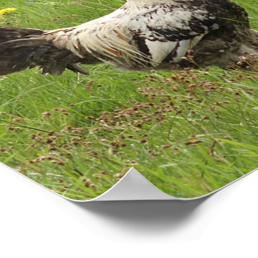 Hähnchen, Hähnchen, Tiere, Vögel, landwirtschaftli Poster (Ecke)