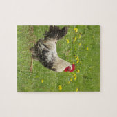Hähnchen, Hähnchen, Tiere, Vögel, landwirtschaftli Puzzle (Horizontal)