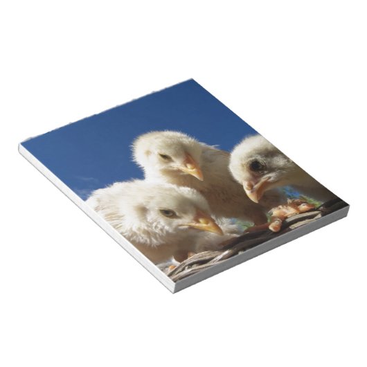 Hähnchen Notizblock (angewinkelt)