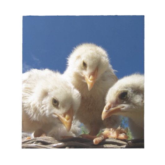 Hähnchen Notizblock (Vorderseite)