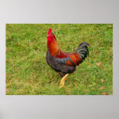 Hähnchen Poster (Vorne)