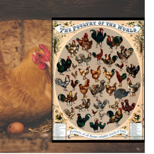 Hähnchen und Hähnchen, Vintag, Hühner und Hähnchen Schneidebrett