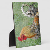 Hähne Fotoplatte (Seite)