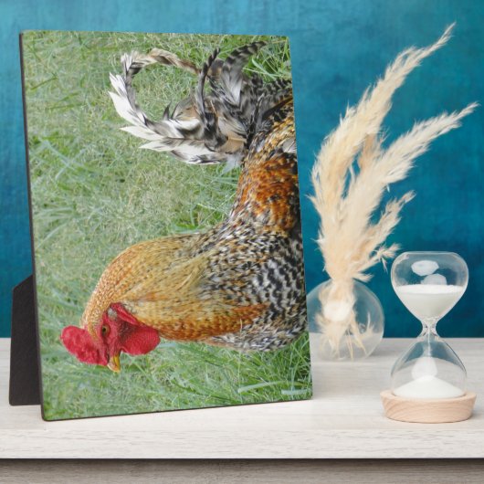 Hähne Fotoplatte (Seite)