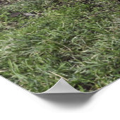 Hahnenkraut Poster (Ecke)