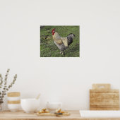 Hahnenkraut Poster (Küche)