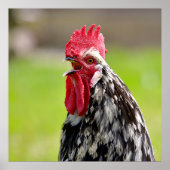 Hahnenkröte schließen poster (Vorne)