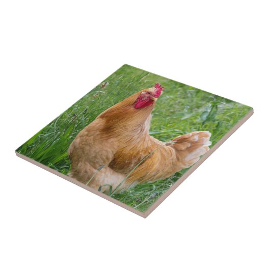 Hahnhennephotographie Fliese (Seite)