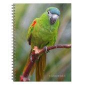 Hahns Mini-Macaw/Rot-Schulter-Ara Notizblock (Vorderseite)