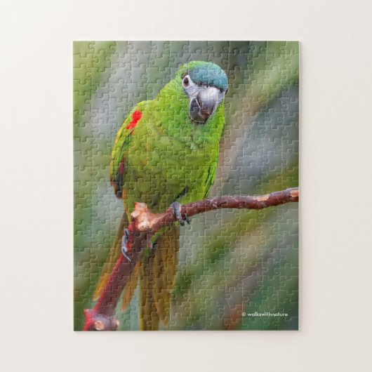 Hahns Mini-Macaw/Rot-Schulter-Ara Puzzle (Vertikal)