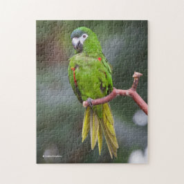 Hahns Mini-Macaw/Rot-Schulter-Ara Puzzle