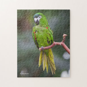 Hahns Mini-Macaw/Rot-Schulter-Ara Puzzle