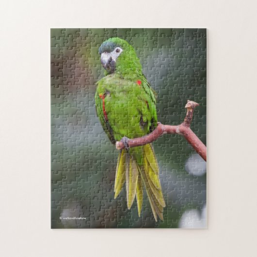 Hahns Mini-Macaw/Rot-Schulter-Ara Puzzle (Vertikal)