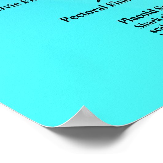 Hai-Anatomie-Poster Poster (Ecke)