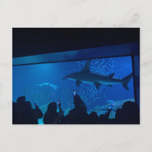 Hai-Aquarium-Ausstellung  Postkarte