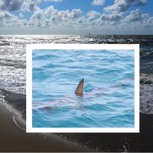 Hai aus dem Wasser Postkarte