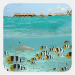 Hai, der Fische in Bora Bora auf dem Aufkleber für