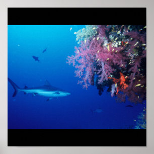 Hai Fisch Wasser Splash Schwimm Grau Grauer Typ Ga Poster