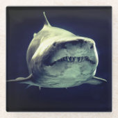 Hai Glasuntersetzer (Vorderseite)