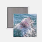 Hai im Wasser Magnet (Vorderseite/Rückseite)
