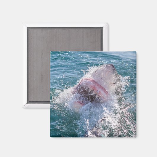 Hai im Wasser Magnet (Vorderseite/Rückseite)