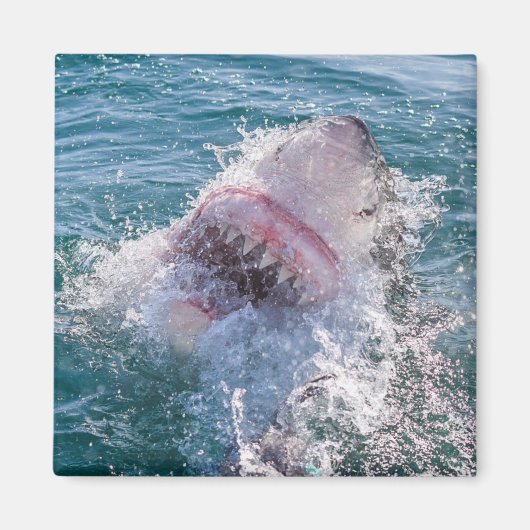 Hai im Wasser Magnet (Vorne)