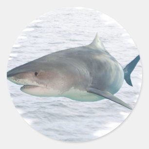 Hai im Wasser Runder Aufkleber